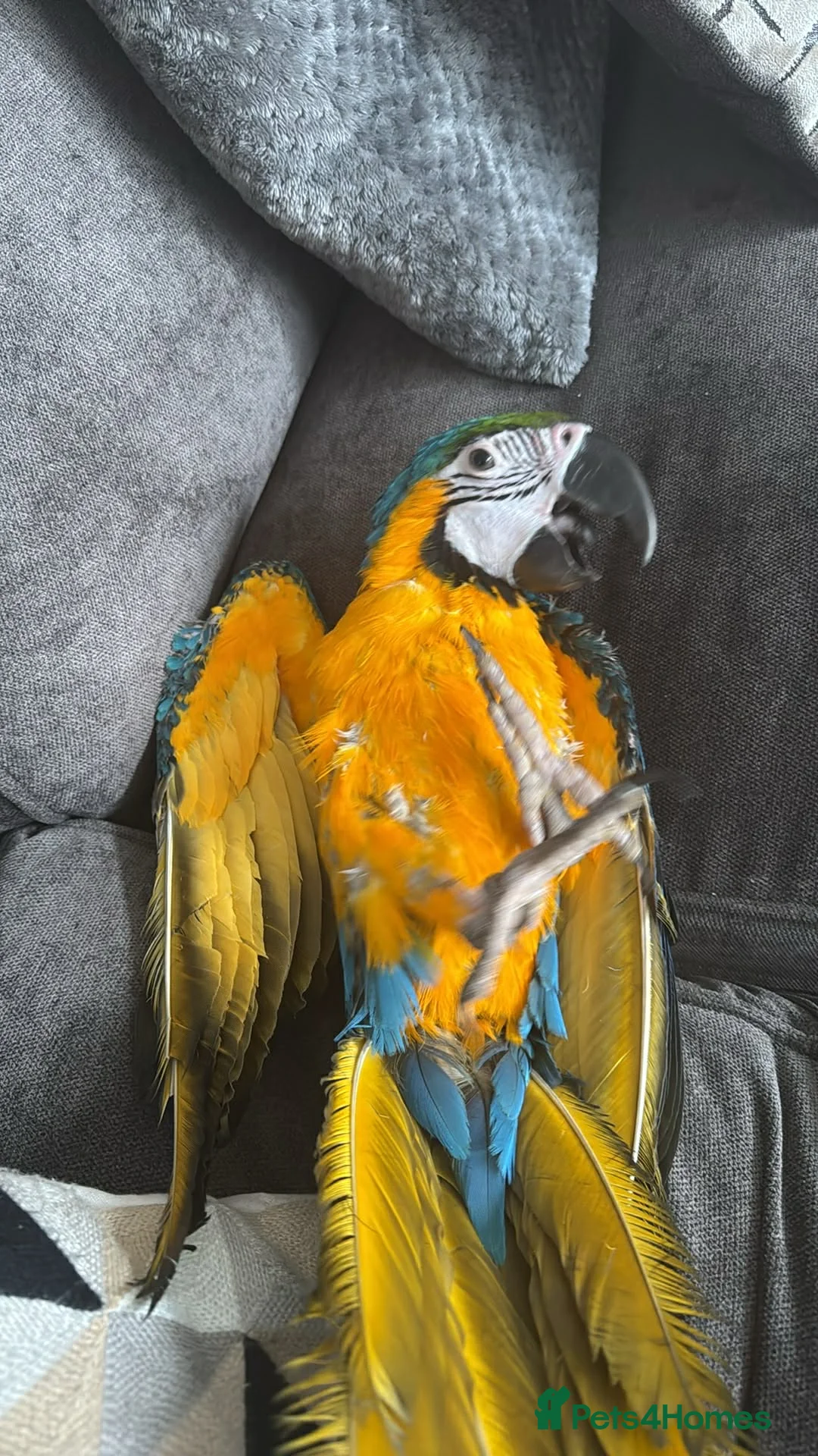 Macaws birds for sale: Blue and Yellow Macaw - Advert 4