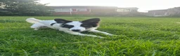 Border Collie dogs for sale: Chase in Barnsley - Advert 8