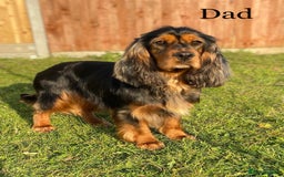 Cocker Spaniel dogs for sale: KC Cocker Spaniel Puppies  - Image 9