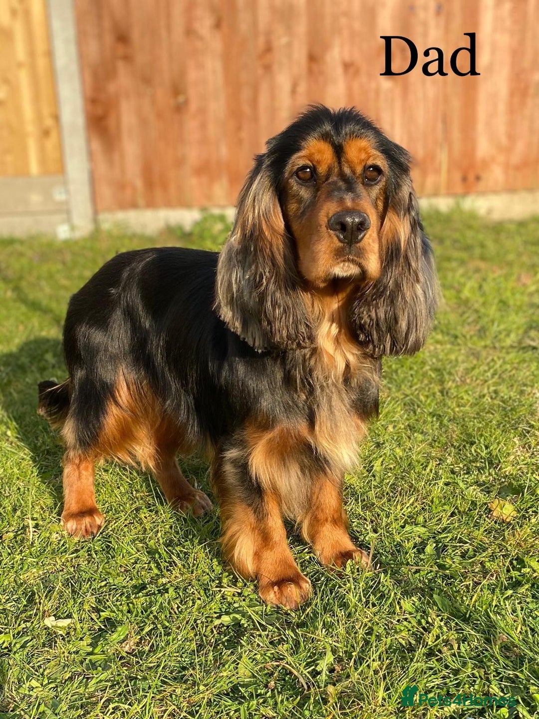 Cocker Spaniel dogs for sale: KC Cocker Spaniel Puppies  - Image 9