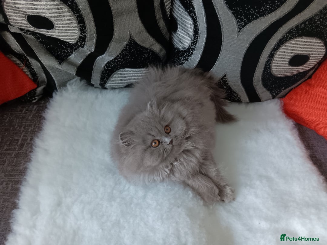 British Shorthair cats for sale: British  blue shorthair  kittens  - Image 5