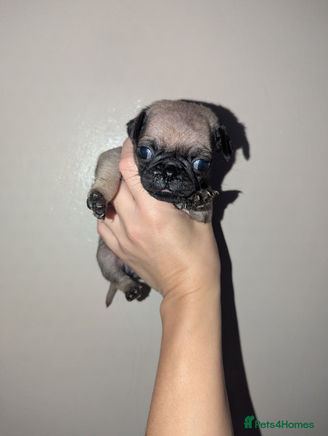 Pug dogs for sale: Pug puppies  - Image 7