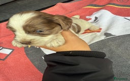 Cocker Spaniel dogs for sale: Cocker puppy 1 bitch left 3 boys  - Image 18