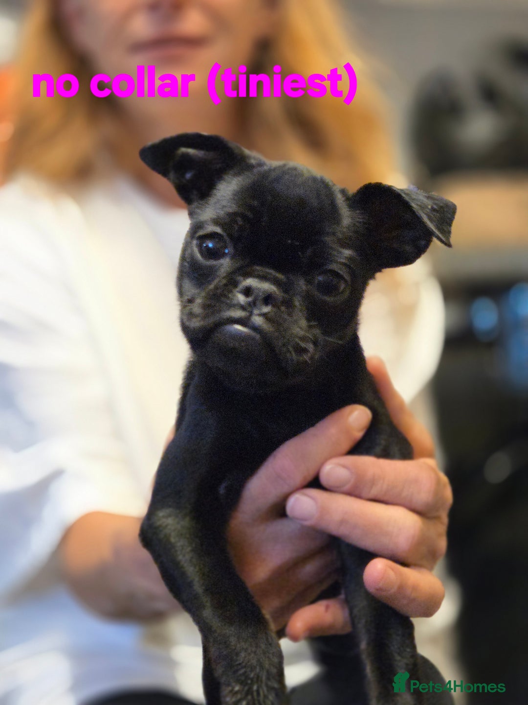 Mixed Breed dogs for sale: Bruxellois griffon x frenchie puppies  - Image 2
