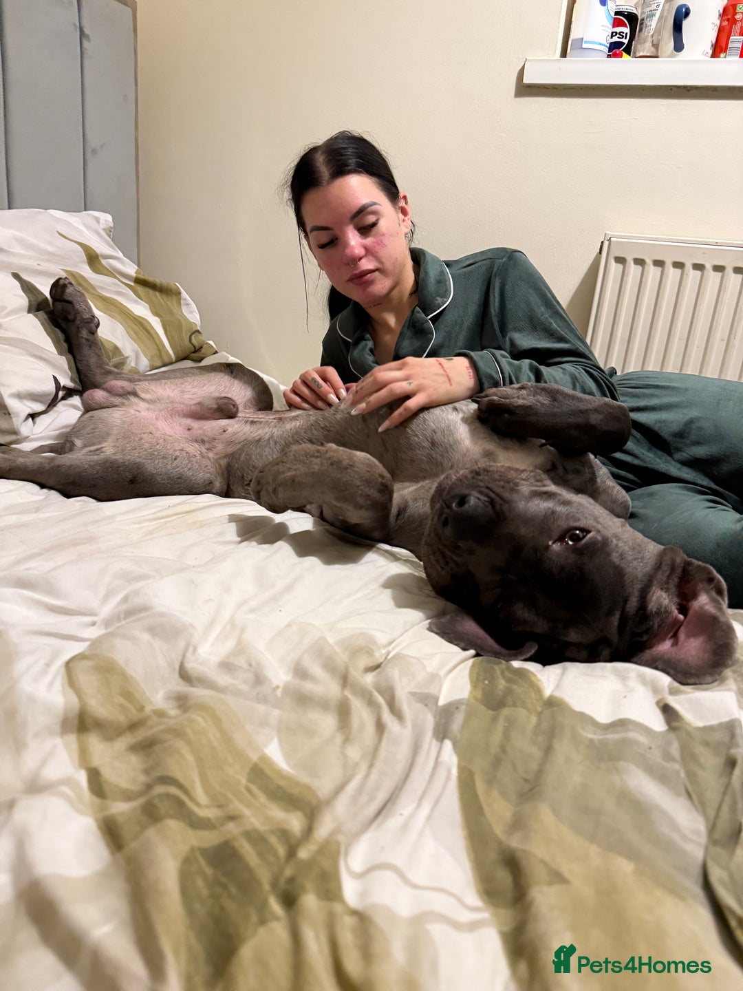 Mixed Breed dogs for sale: Cane Corso x Great Dane  - Advert 23