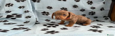 Miniature Dachshund Puppy 1
