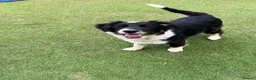 Mixed Breed dogs for adoption: Corbett in Ormskirk - Advert 8