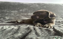 Cane Corso dogs for sale: Beautiful Cane corso Pups  - Image 2