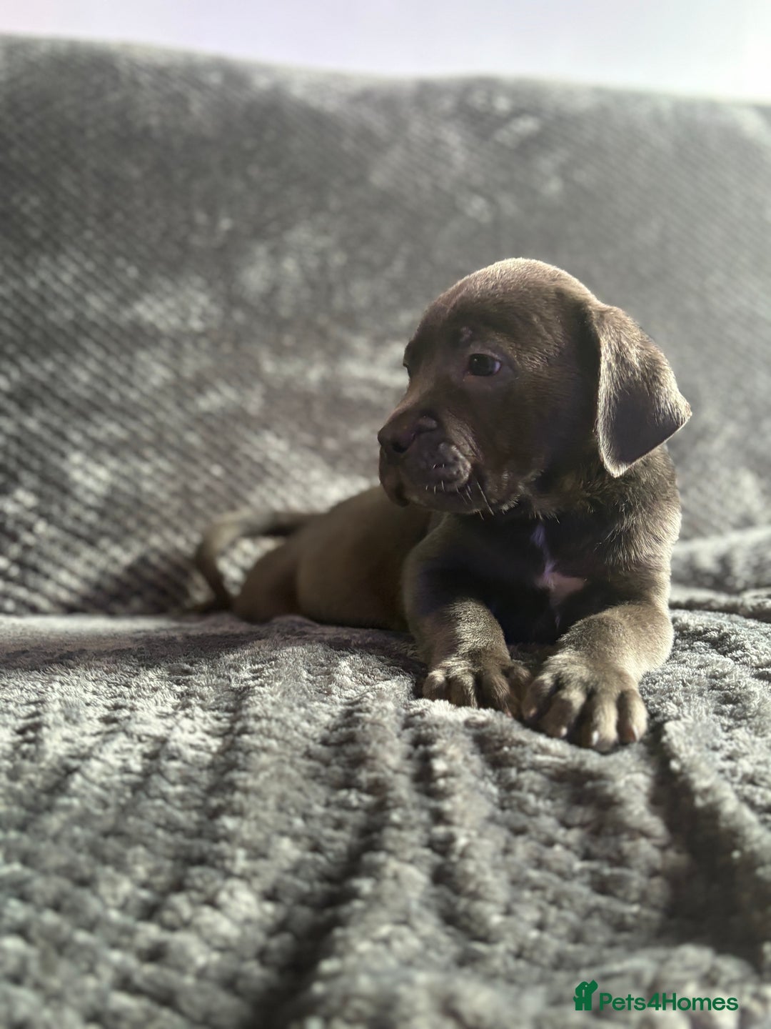 Cane Corso dogs for sale: Beautiful Cane corso Pups  - Image 2