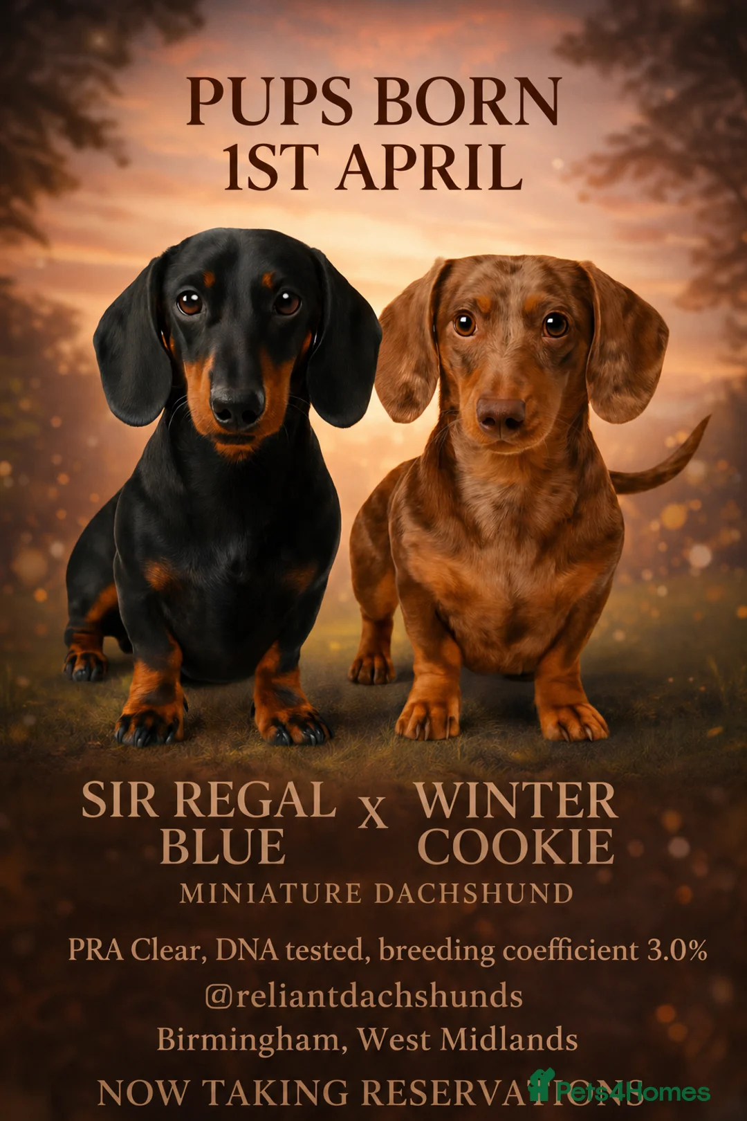 Miniature Dachshund dogs for sale: 🐾 Miniature Dachshund Puppies – KC registered 🐾 in Birmingham - Advert 1