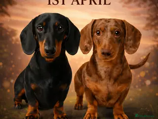 Miniature Dachshund dogs 🐾 Miniature Dachshund Puppies – KC registered 🐾 - Advert 3
