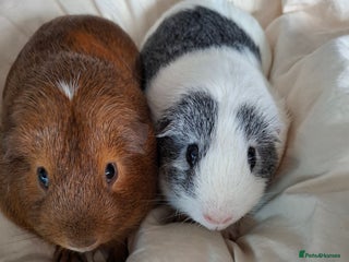 Guinea Pig rodents - Advert 2
