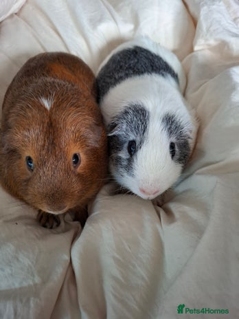 Guinea Pig rodents - Advert 5