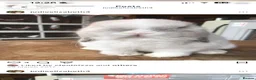 Mini Lop rabbits for sale: Hobby breeder of pure bred mini lops  - Advert 10
