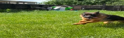 German Shepherd dogs for sale: Beautiful female German shepherd for sale - Advert 7