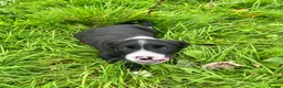 Border Collie dogs for sale: 2 beautiful male Border Collie puppies for sale - Advert 5