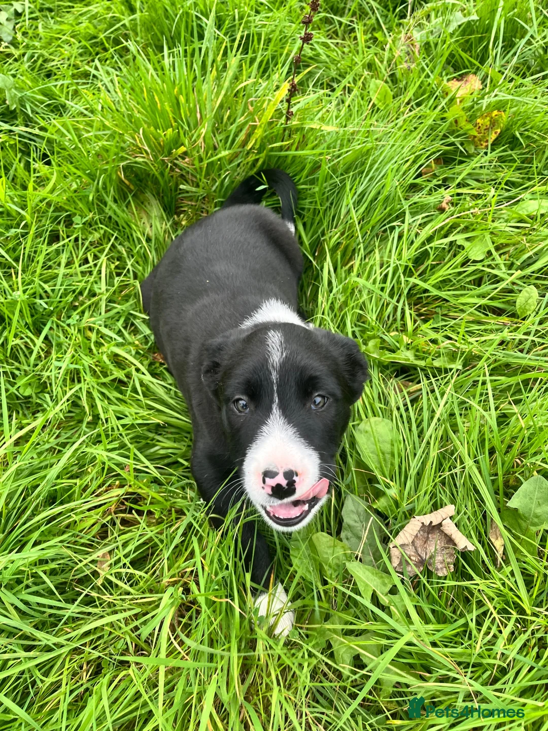 Border Collie dogs for sale: 2 beautiful male Border Collie puppies for sale - Advert 5