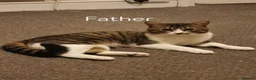 Norwegian Forest Cat cats for sale: For sale// Ready for collection - Advert 2