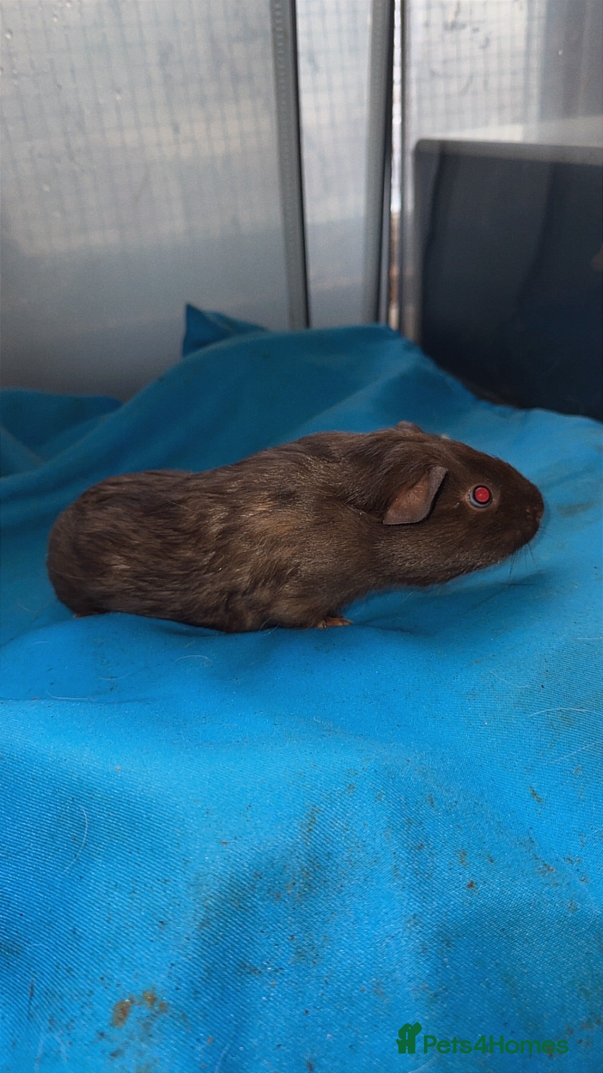 Guinea Pig rodents Guniea pigs  - Advert 12