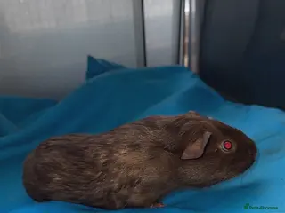 Guinea Pig rodents Guniea pigs - Advert 12