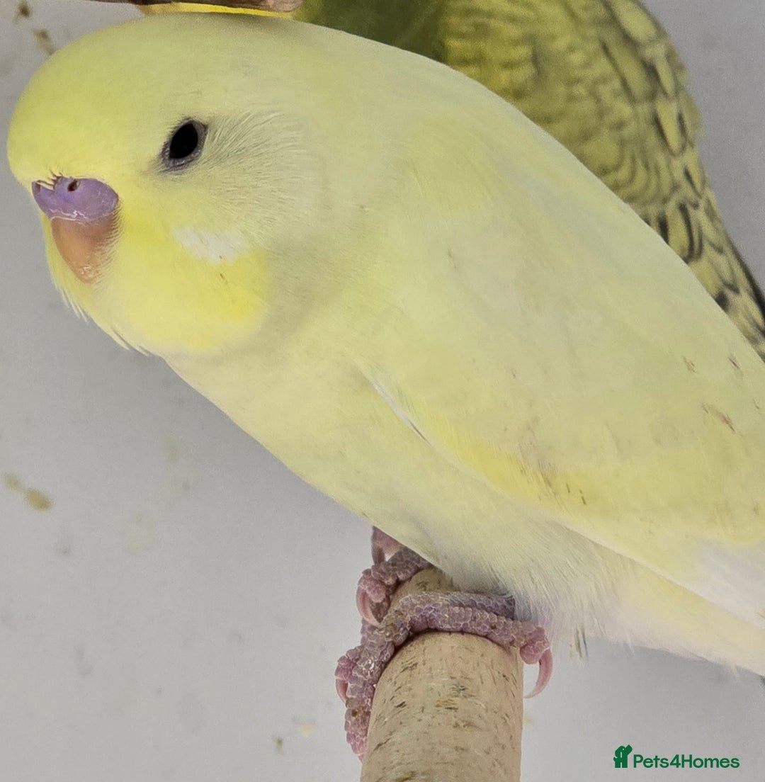 Budgerigars birds for sale: Beautiful Baby Budgies Ready now!!! - Image 16