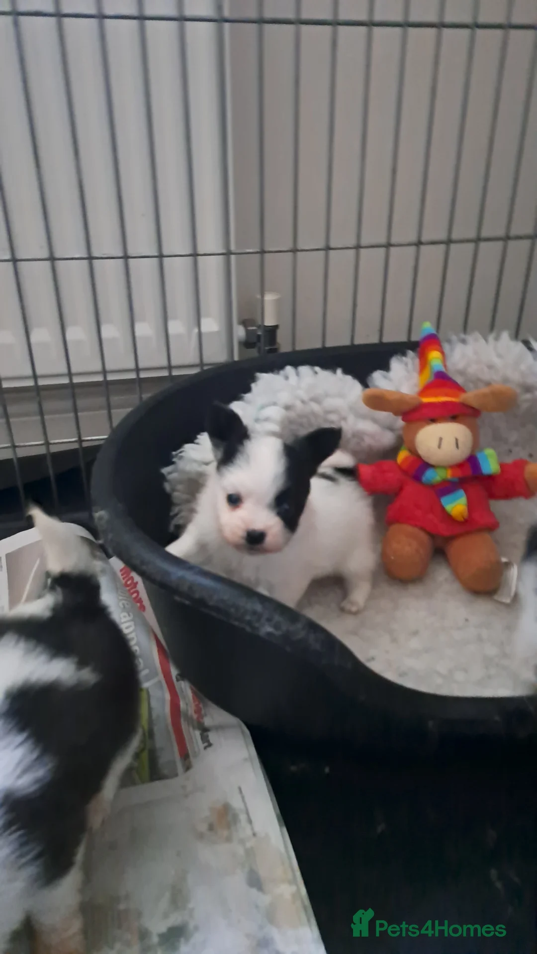 Papillon dogs for sale: Papillon puppies  in Frinton-on-Sea - Advert 2