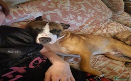 Mixed Breed dogs for sale: American Bulldog x Staffy for rehoming  - Image 1