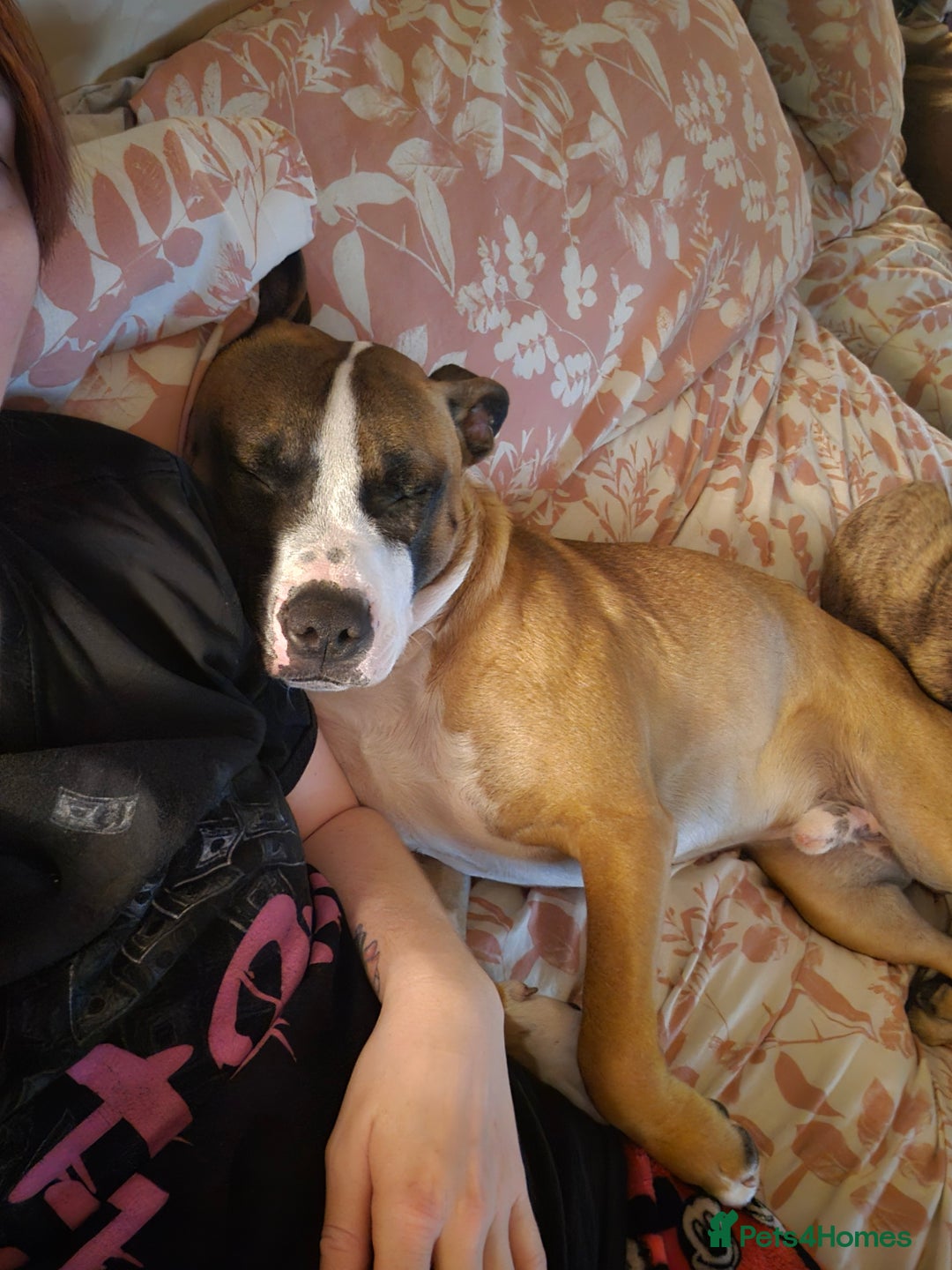 Mixed Breed dogs for sale: American Bulldog x Staffy for rehoming  - Image 1