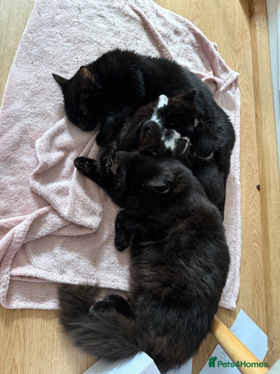 British Shorthair cats for sale: 5 gorgeous kittens - Image 17