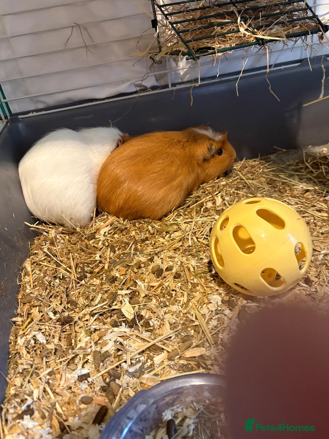 Guinea Pig rodents for sale: Guinea pigs in Bath - Advert 1