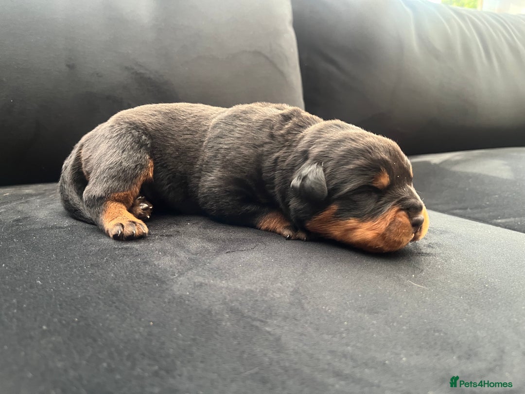 Rottweiler dogs for sale: Purebred Rottweiler Puppy – Ready for Loving Home - Advert 15