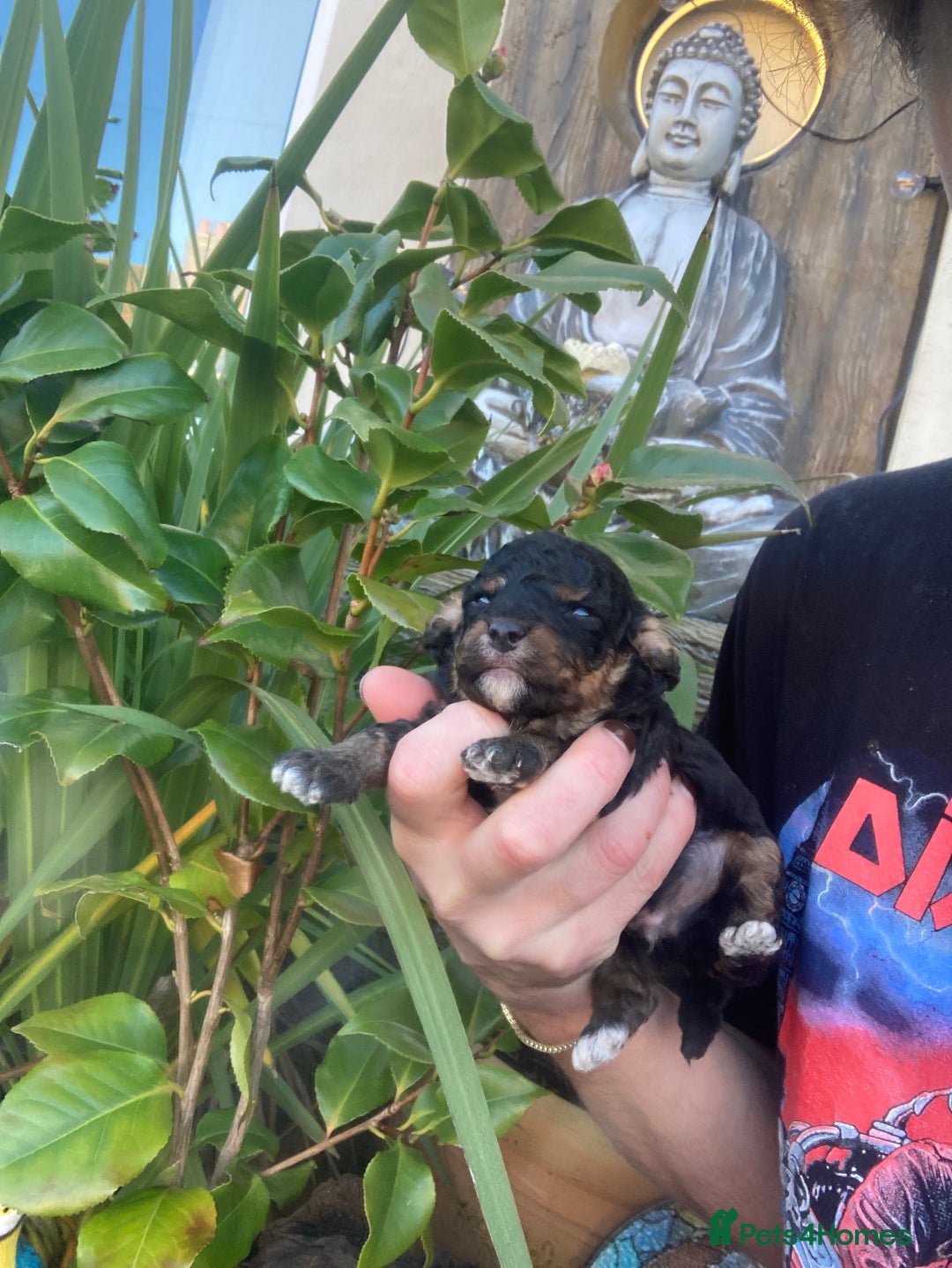 Cavapoo dogs for sale: Toy cavapoo WAITING LIST - Advert 28