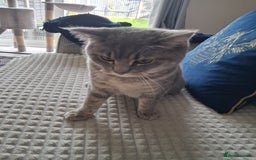 British Shorthair cats for sale: British Shorthair x Ragdoll Cat for Rehoming  - Image 7