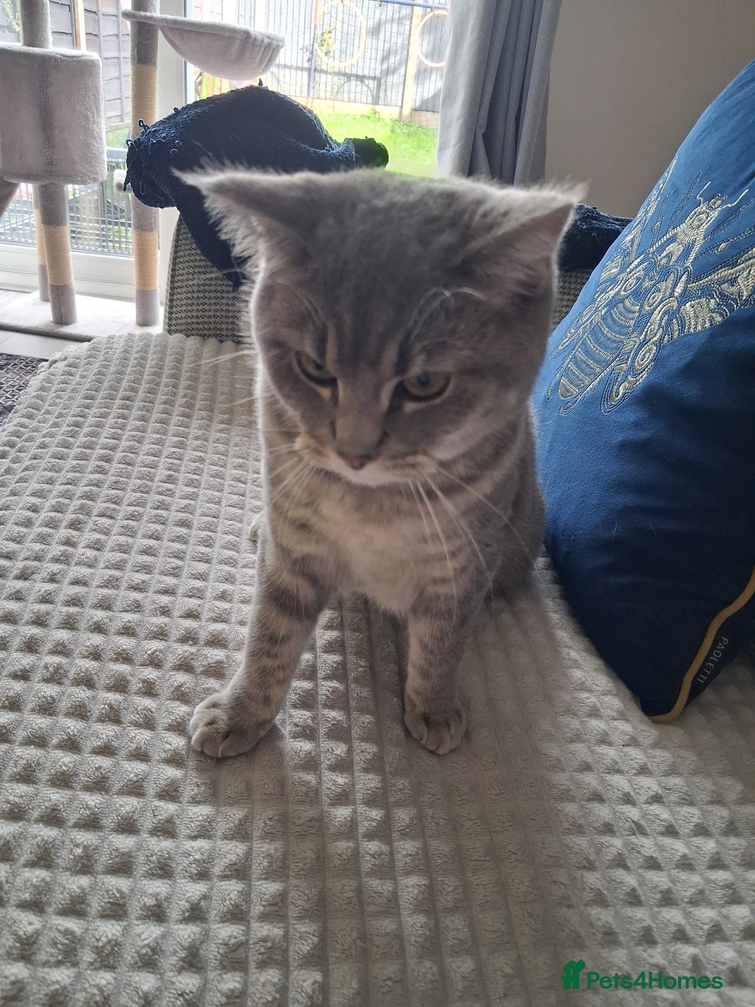 British Shorthair cats for sale: British Shorthair x Ragdoll Cat for Rehoming  - Image 7