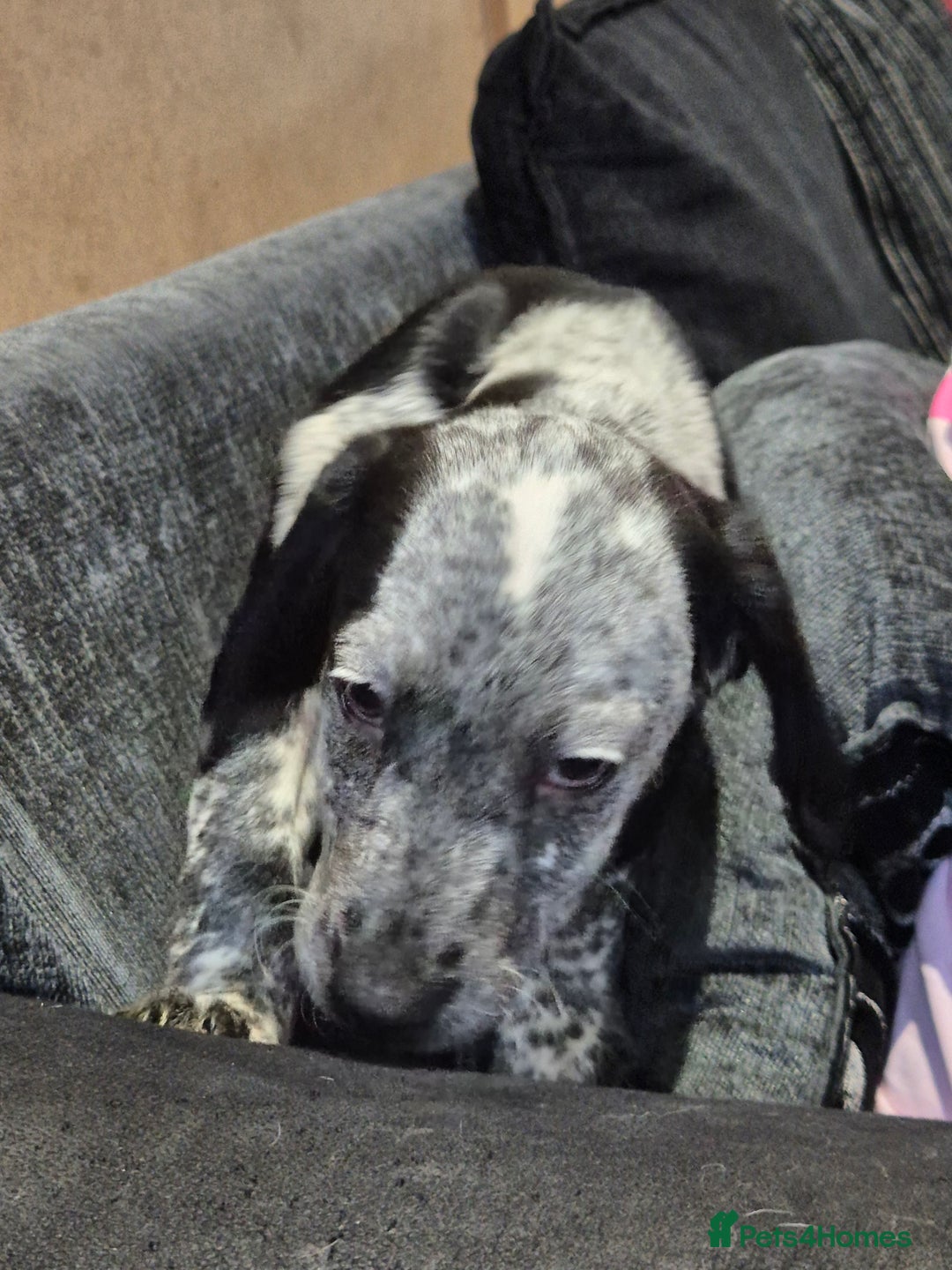 Bocker dogs for sale: Bocker (spainel x beagle) - Advert 5