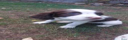 English Springer Spaniel dogs for sale: English springer spaniels in Bargoed - Advert 16