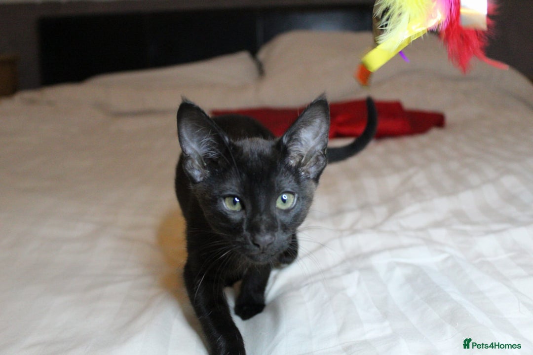 Savannah cats for sale: Stunning Davannah kittens - Advert 10