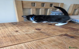 Mixed Breed cats for sale: 7 kittens ready for their forever home - Image 15