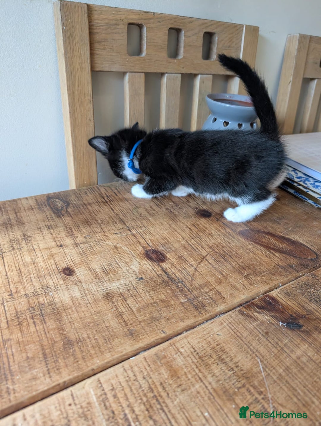Mixed Breed cats for sale: 7 kittens ready for their forever home - Image 15