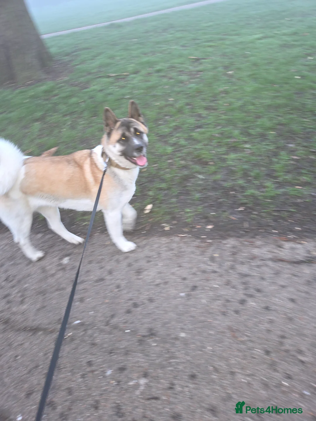 Akita dogs for sale: American Akita  in London - Advert 4