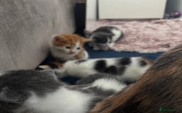 Mixed Breed cats for sale: Gorgeous kittens  - Image 15