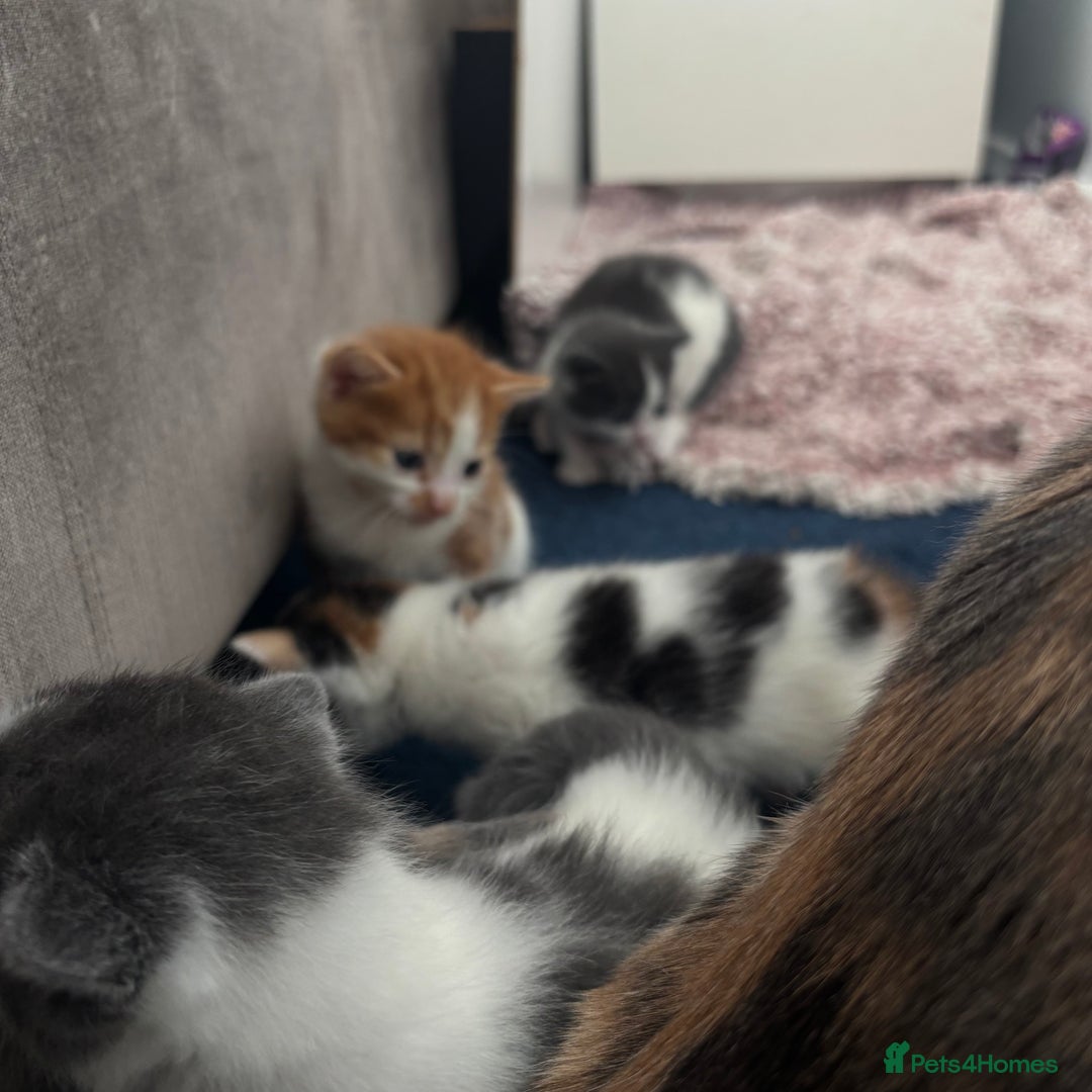 Mixed Breed cats for sale: Gorgeous kittens  - Image 15