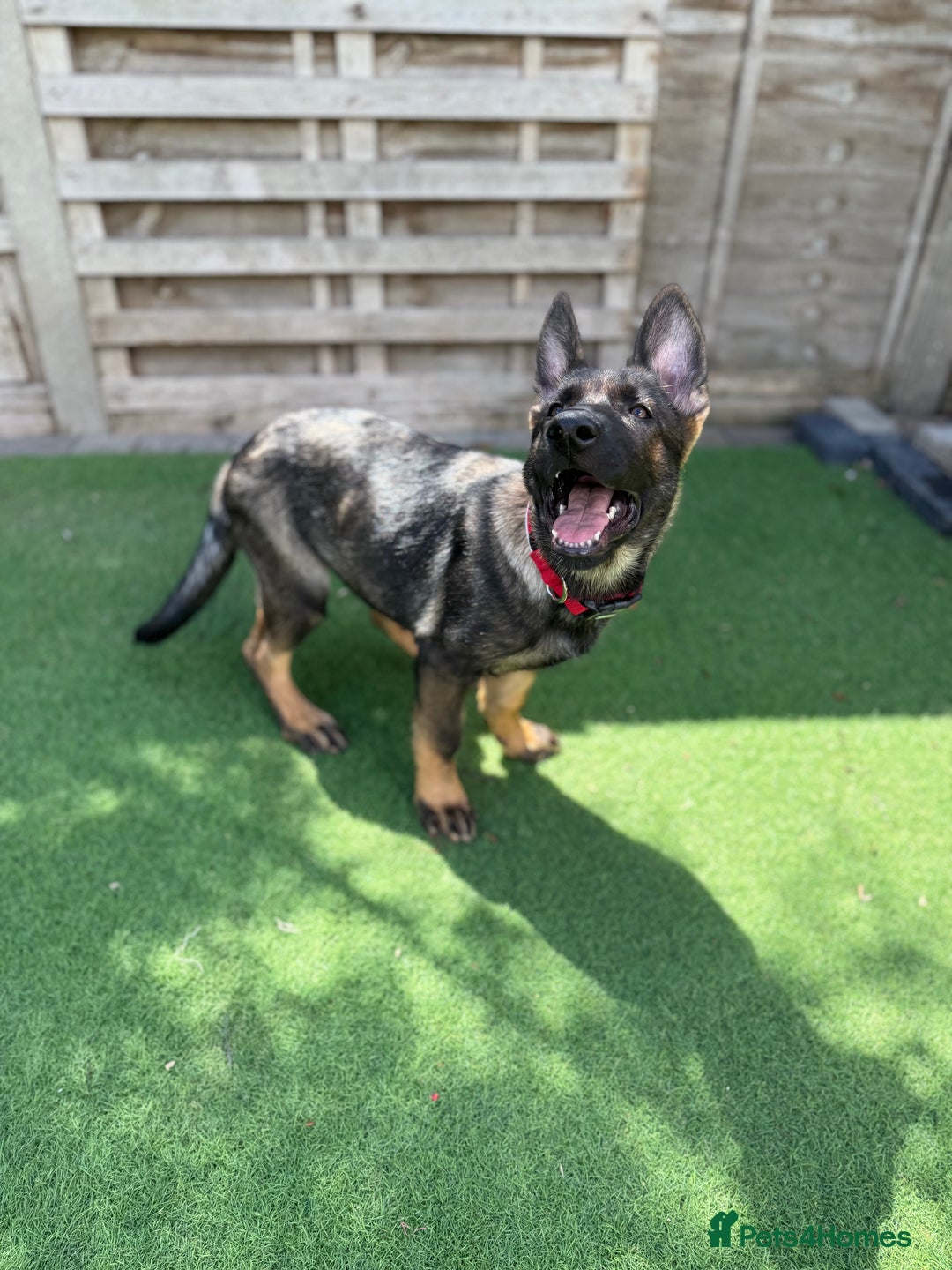 German Shepherd dogs for sale: **TOP QUALITY CZECH GERMAN SHEPHERD PUPS KC REG** - Image 2