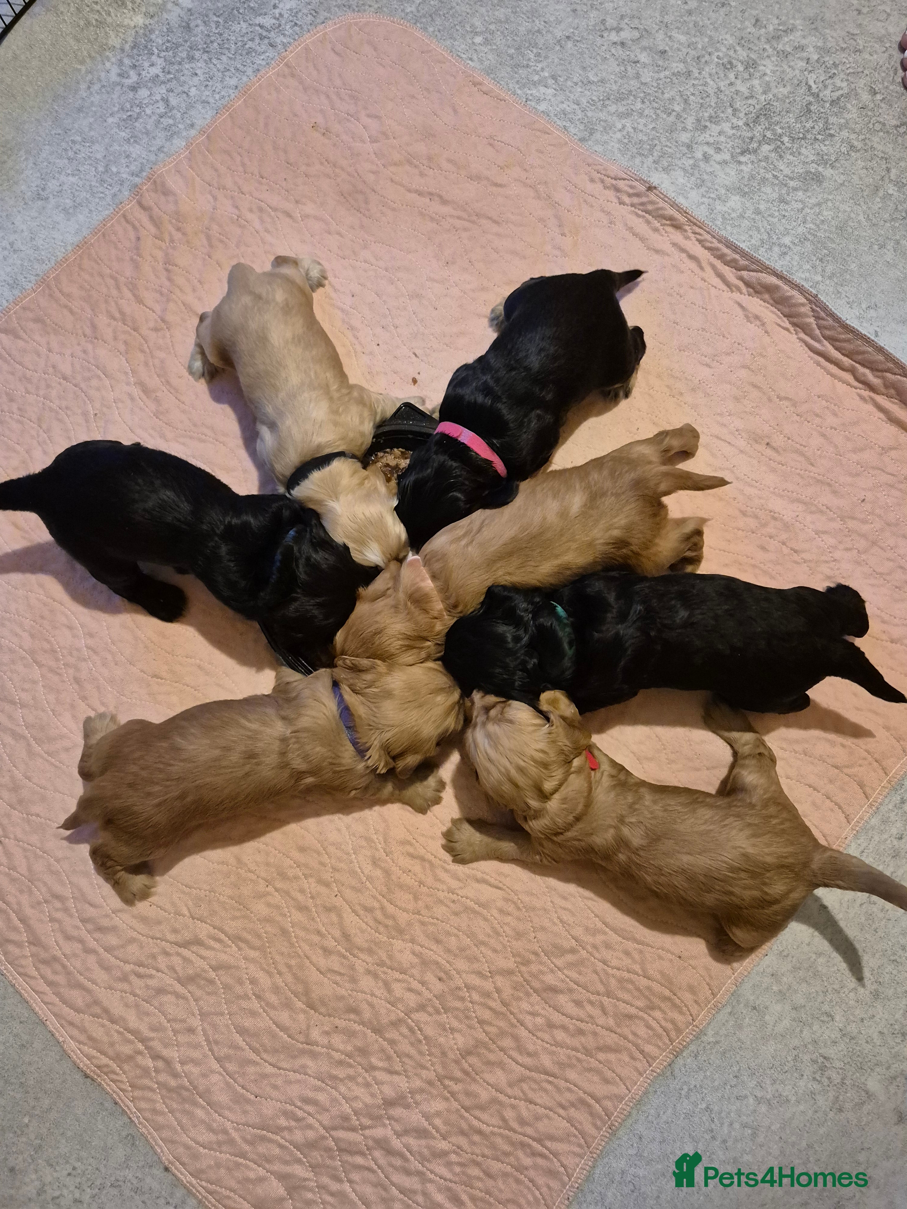 American Cocker Spaniel dogs Cocker Spaniel puppies for sale - Advert 1