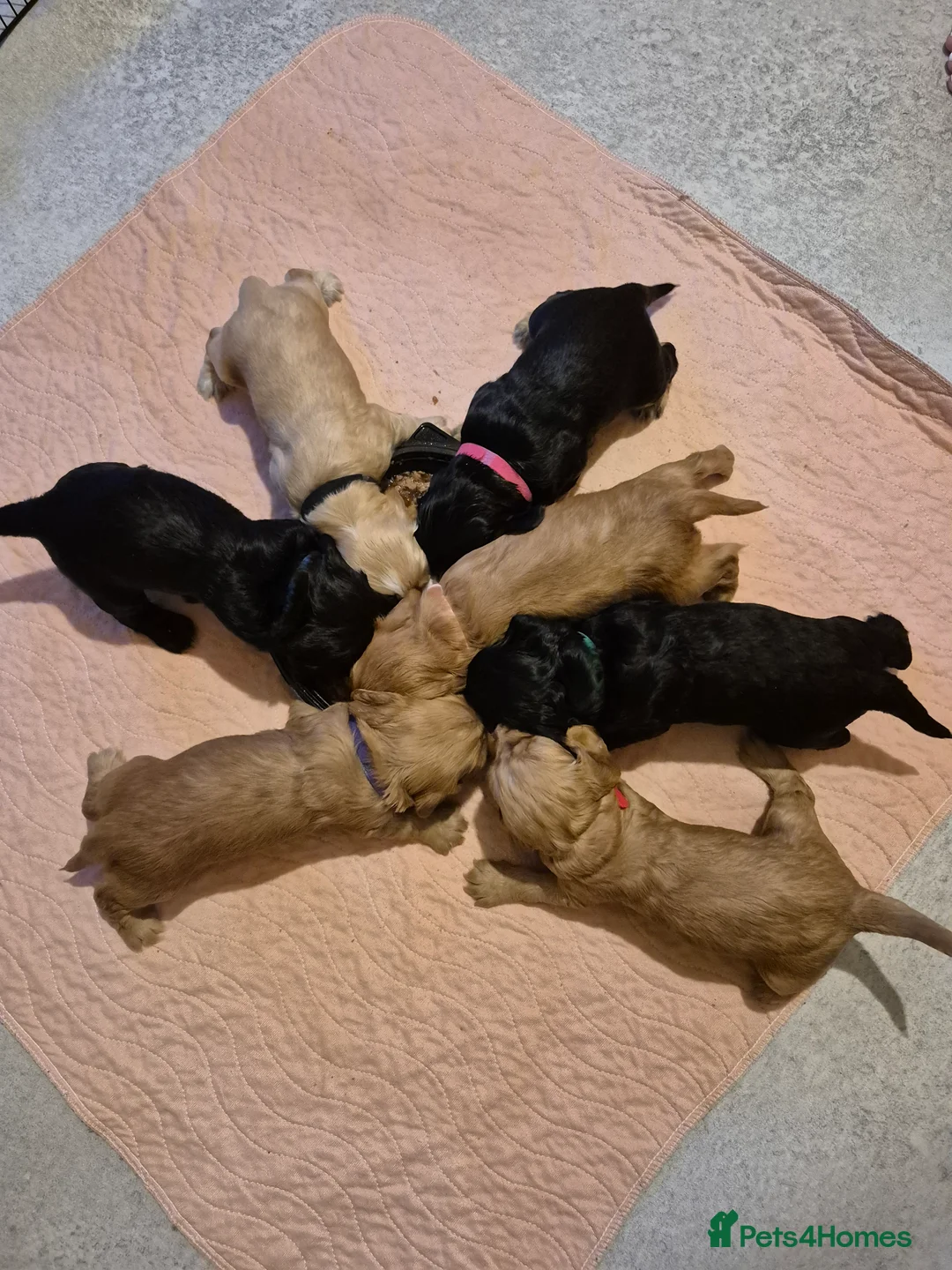 American Cocker Spaniel dogs for sale: Cocker Spaniel puppies for sale - Advert 4