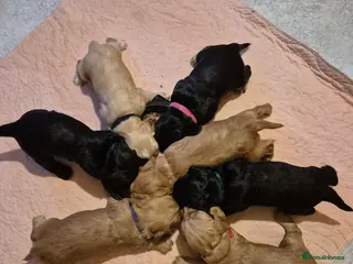American Cocker Spaniel dogs Cocker Spaniel puppies for sale - Advert 1