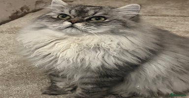 Persian cats chinchilla Persian stud ONLY - Advert 13