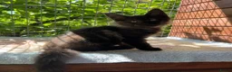 Maine Coon cats for sale: ⭐️Beautiful Maine Coon Kittens⭐️ - Advert 16