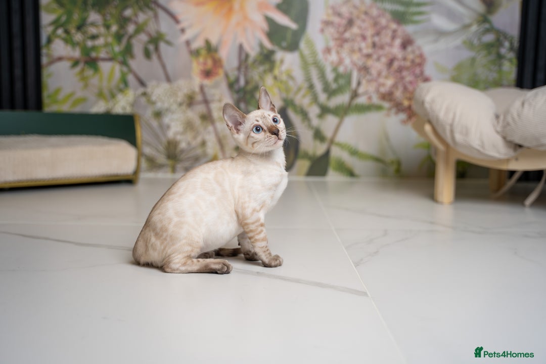 Bengal cats for sale: FRANCO- Snow Bengal Boy- Excellent traits-TICA reg - Advert 18