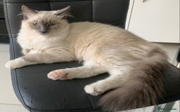 Ragdoll cats for sale: Beautiful blue mitted Ragdoll - Image 1